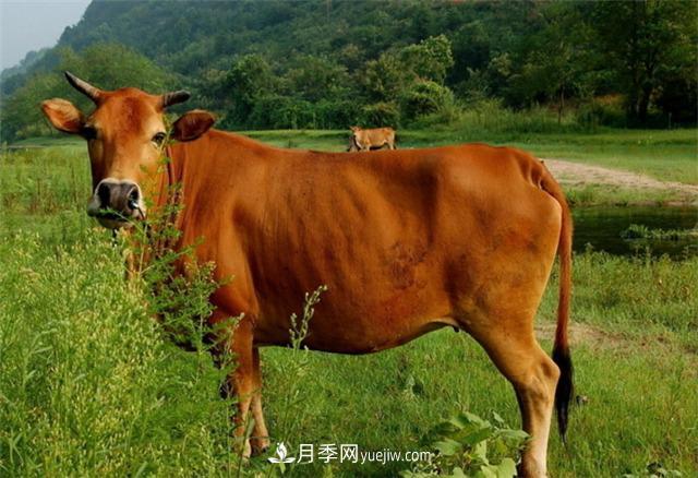 全国那么多品种的牛，为啥俺们南阳黄牛那么出名？原因在这！(图1)