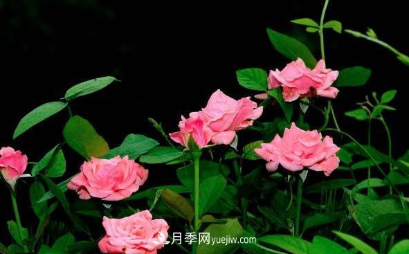 月季该如何扦插，春秋两季这样扦插10-20天就生根(图2)