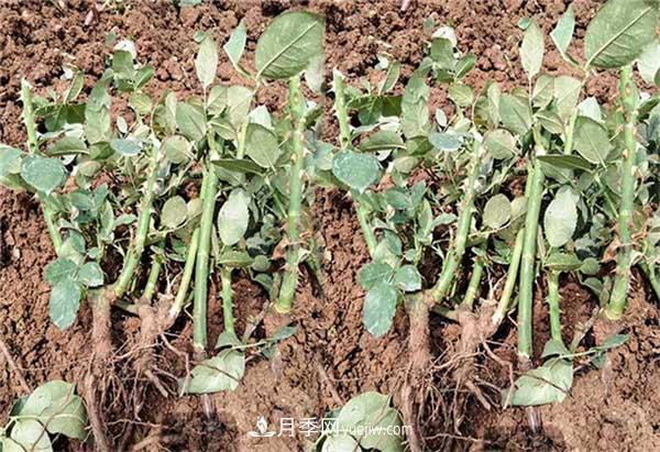 让月季冬季开花，就算再费事，我也想给它安排上(图2)