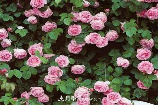 藤本月季的修剪要点(图2)