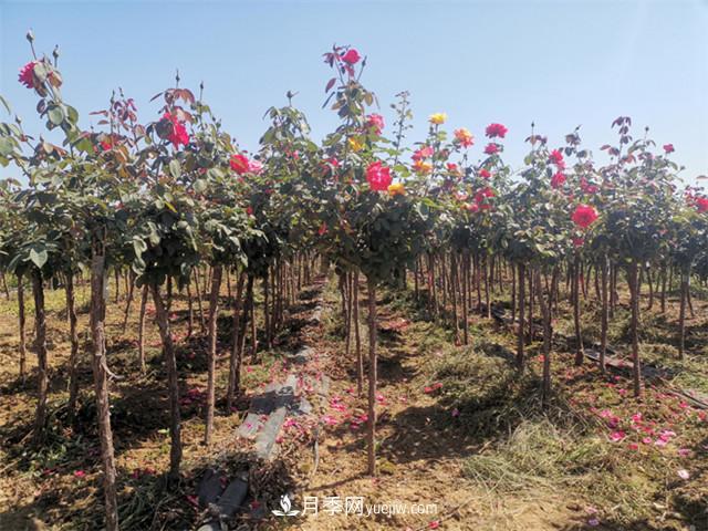 月季树烂根的原因和防治办法(图2)