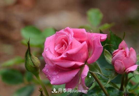 养好月季花没有那么难 掌握这几个技巧就可以(图1)
