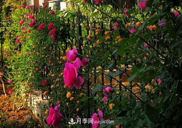 各种月季地栽间距多少最合适(图2)