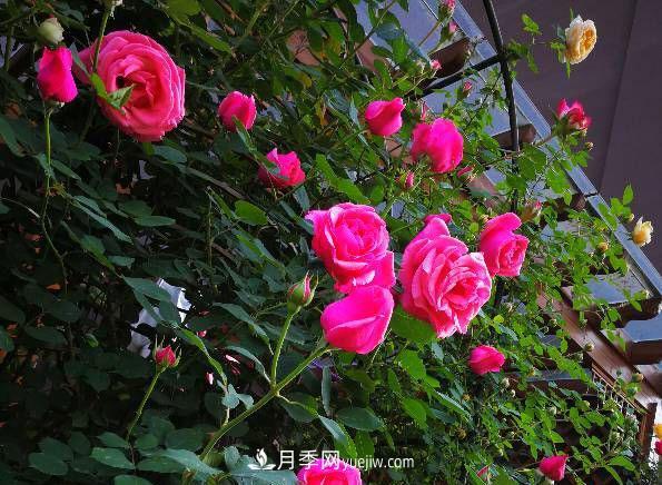 各种月季地栽间距多少最合适(图1)