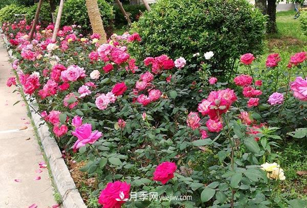 各种月季地栽间距多少最合适(图3)