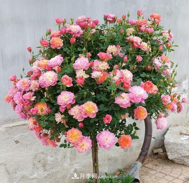 超微型月季嫁接树月多少个芽点蕞好?(图1) 超微型月季嫁接树月多少个芽点最好?(图1)