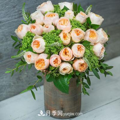 切花月季的十个养护技巧，全了(图1)