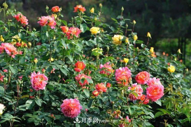 月季在秋季的盛花期如何养护？大神支招(图3)