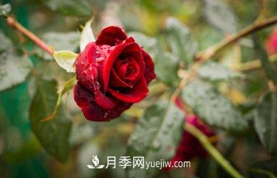 十大最香的月季花排名榜(图1)