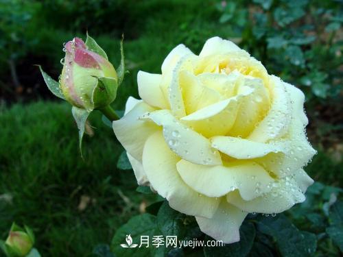 十大最香的月季花排名榜(图3)