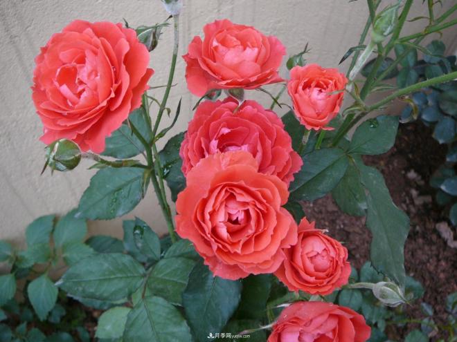 十大最香的月季花排名榜(图5)