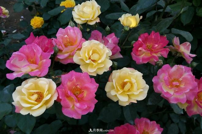 十大最香的月季花排名榜(图4)