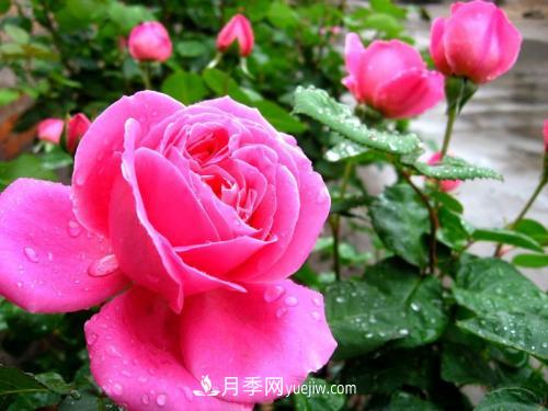 十大最香的月季花排名榜(图7)