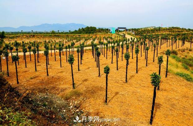 南阳南召：栽下玉兰摇钱树 念活苗木致富经(图2)