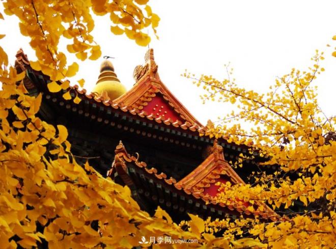 600岁&quot;主播&quot;上热搜：从故宫直播看苗木行业发展(图1)