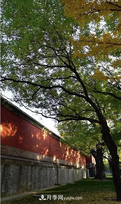 600岁&quot;主播&quot;上热搜：从故宫直播看苗木行业发展(图3)