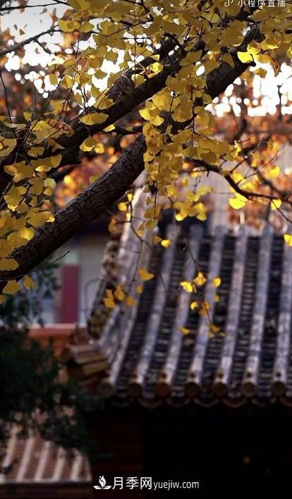 600岁&quot;主播&quot;上热搜：从故宫直播看苗木行业发展(图2)