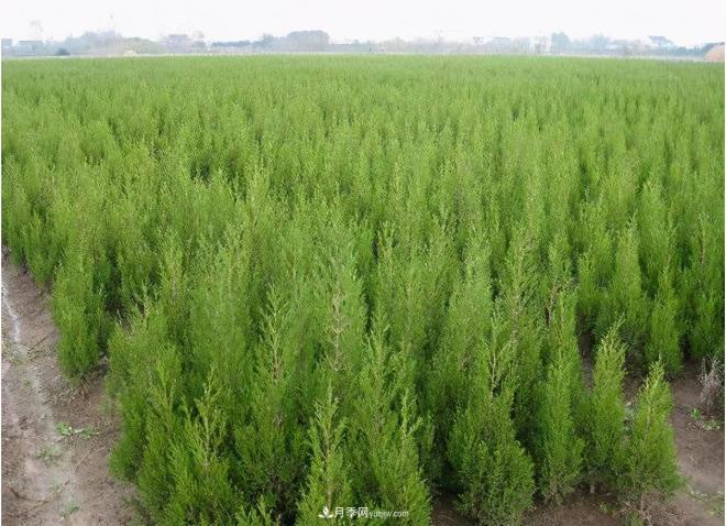 600岁&quot;主播&quot;上热搜：从故宫直播看苗木行业发展(图5)