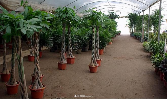 600岁&quot;主播&quot;上热搜：从故宫直播看苗木行业发展(图6)