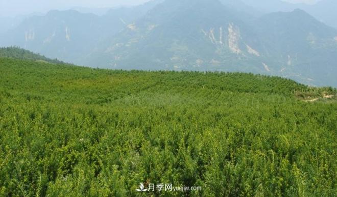 600岁&quot;主播&quot;上热搜：从故宫直播看苗木行业发展(图7)