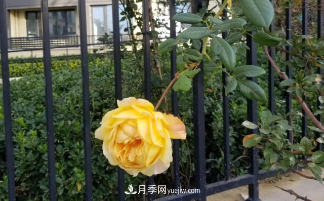北方户外立冬后的最后一拨月季花开(图1)