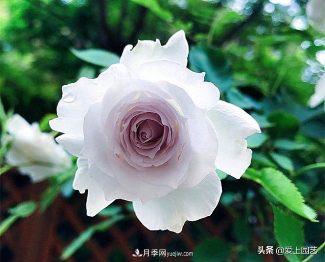 清新出尘的日本“仙女”月季，再难养也不能抗拒(图3)