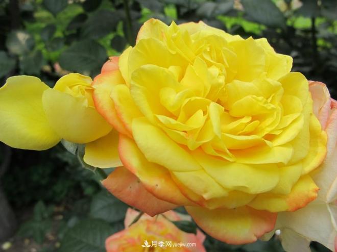 和平之花——和平品种系列月季花(图1)