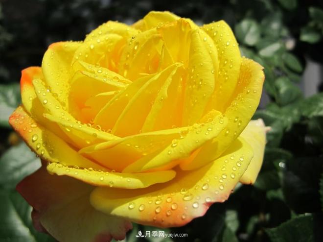 和平之花——和平品种系列月季花(图2)