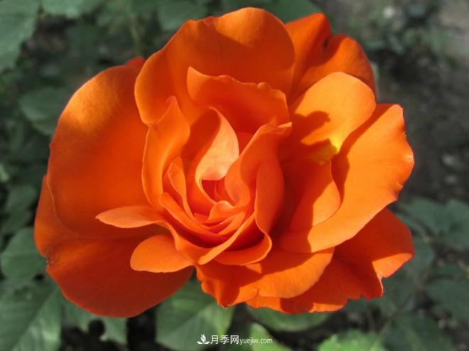 和平之花——和平品种系列月季花(图7)