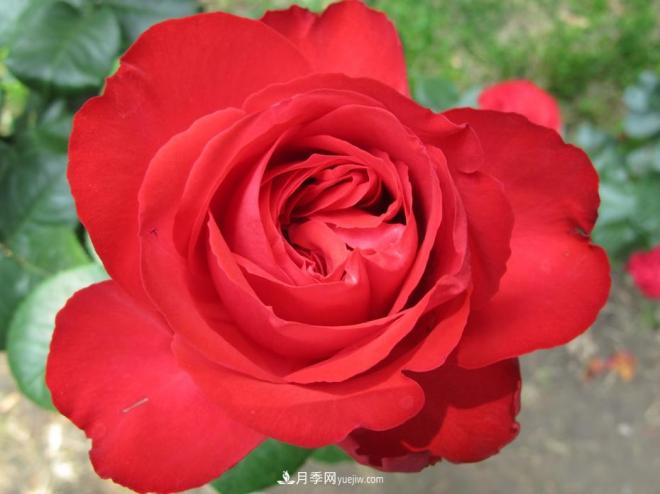 和平之花——和平品种系列月季花(图8)