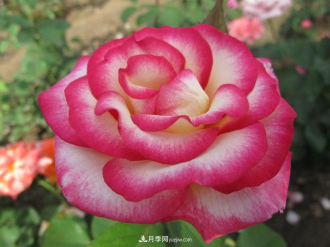 和平之花——和平品种系列月季花(图6)