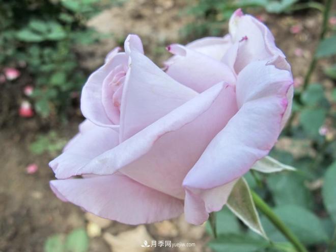 和平之花——和平品种系列月季花(图10)