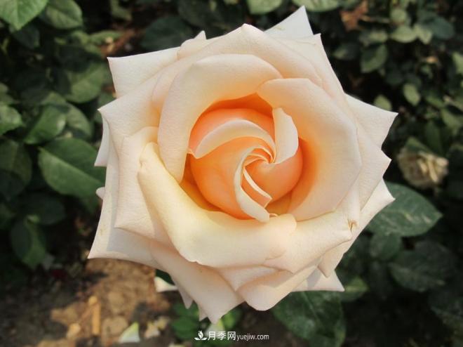 和平之花——和平品种系列月季花(图11)