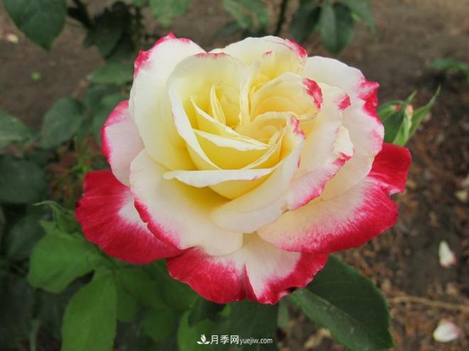 和平之花——和平品种系列月季花(图12)