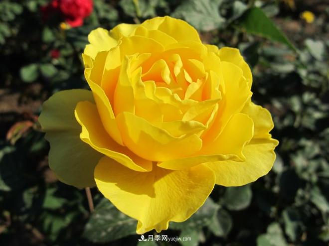 和平之花——和平品种系列月季花(图13)