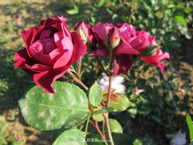 和平之花——和平品种系列月季花(图14)