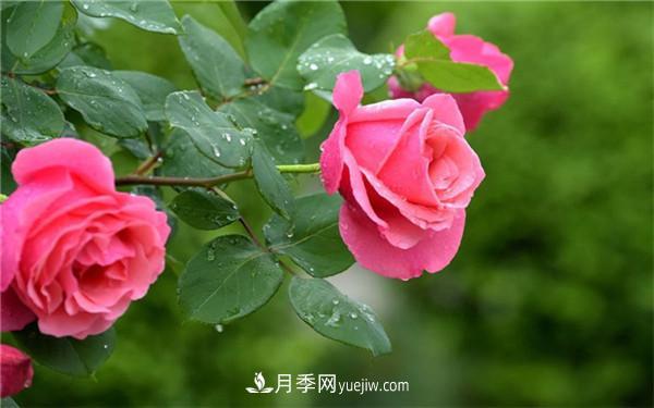 地栽月季花的养殖方法，养殖的小技巧有什么(图1)
