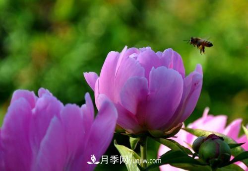 芍药、牡丹、月季的区别？科学修剪办法(图2)