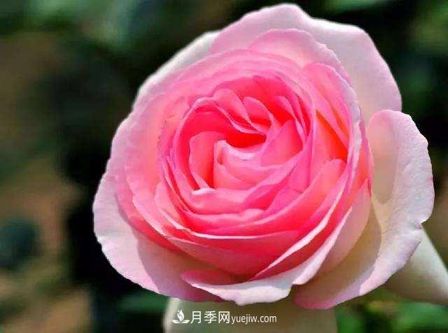 大花月季品种介绍？大花月季品种推荐(图1)