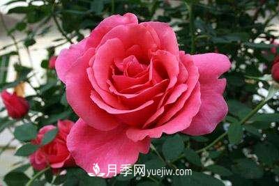 大花月季品种介绍？大花月季品种推荐(图4)