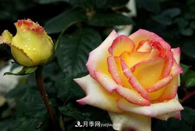 大棚种植切花月季的栽培方法要点(图1)