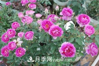 最香的月季品种是什么？盘点4种浓香月季(图3)