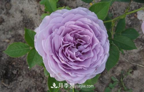 最香的月季品种是什么？盘点4种浓香月季(图2)