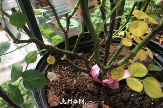 月季为什么掉叶子发黄，施加生肥遭受病虫害(图1)