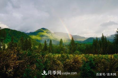 苗木要想反季节栽植，最重要的是这几步(图3)