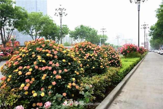南阳造型苗木为什么要卖那么贵？(图2)