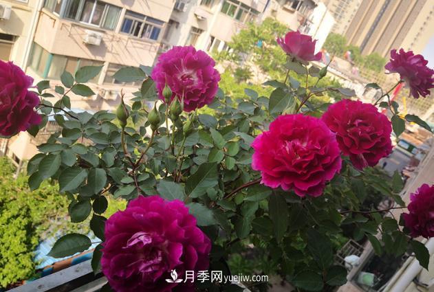 盆栽的月季要开花了！该追加什么肥？多久用一次效果更好？(图2)