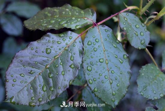 月季网教你如何区分月季和玫瑰(图3) 月季网教你如何区分月季和玫瑰(图3)