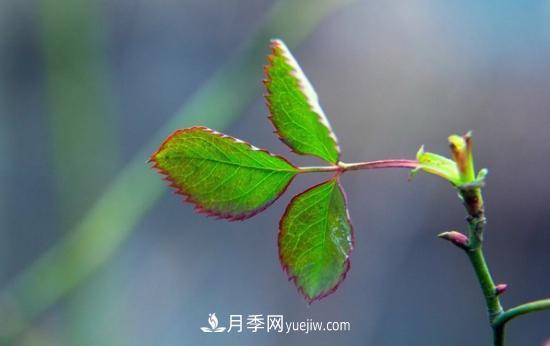 月季网教你如何区分月季和玫瑰(图9) 月季网教你如何区分月季和玫瑰(图9)