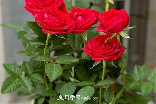 玫瑰花怎么养护？五步教你养好玫瑰花(图2)